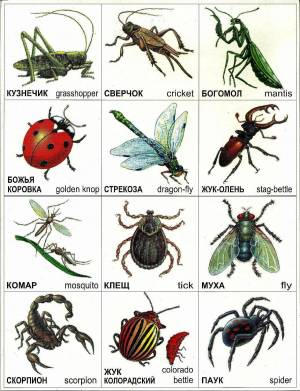 Раскраска насекомые для детей 6 7 лет #25 #416936
