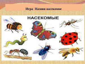 Раскраска насекомые для детей 6 7 лет #29 #416940