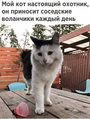 Раскраска настоящий кот #28 #417081