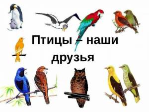 Раскраска наши друзья птицы #1 #417833