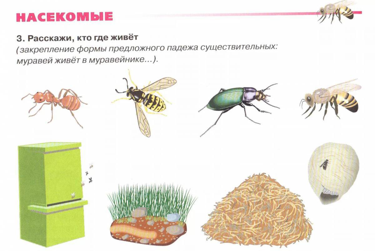 6 групп насекомых. Насекомые задания для детей. Полезные насекомые для дошкольников. Насекомые задания для дошкольников. Насекомые дидактический материал.