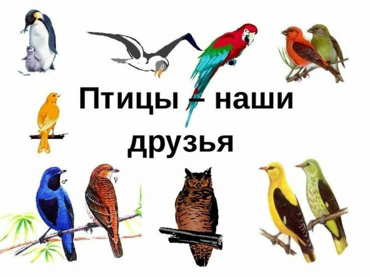 Наши друзья птицы #1