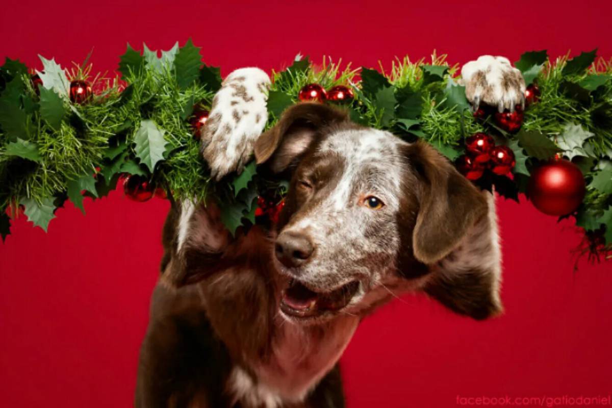 Проводим год собаки. Новогодняя собака. Новогодние собачки. Собака Рождество. Новогодний пес.