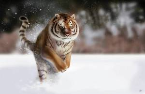 Раскраска новогодний тигр #9 #421119