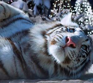 Раскраска новогодний тигр #25 #421135