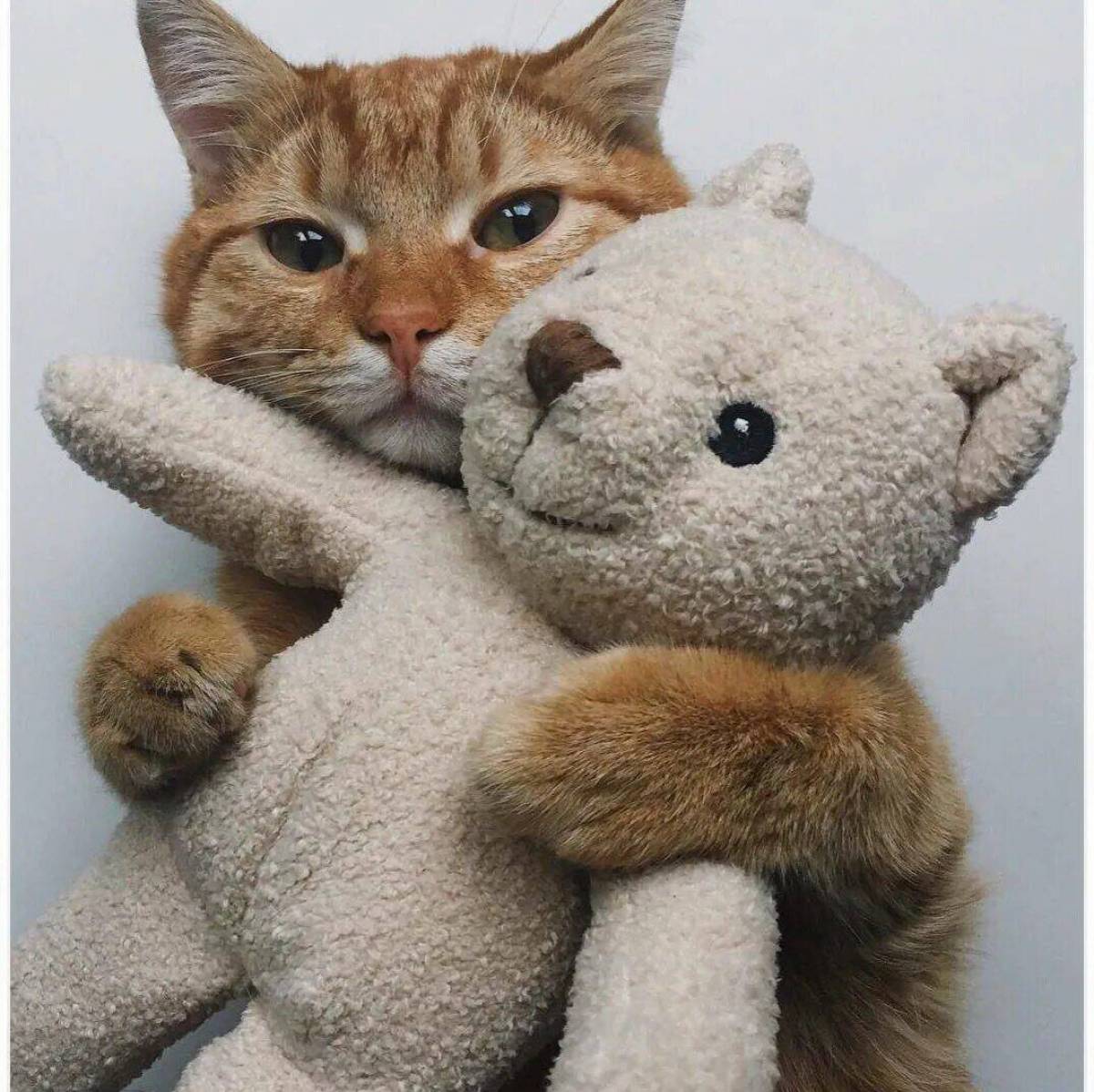 Любимая игрушка кошки. Коты обнимаются. Кошки обнимашки. Котик обнимает. Кот обнимает игрушку.