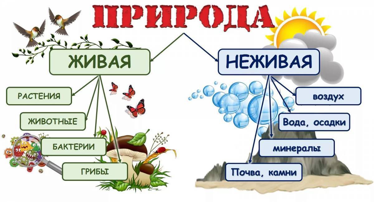 Презентации 1 класс окр мир