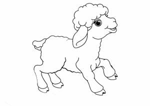 Раскраска овечка для детей 5 6 лет #3 #425098