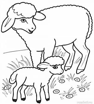 Раскраска овечка для детей 5 6 лет #10 #425105