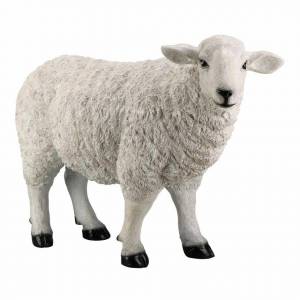 Раскраска овца для детей #3 #425362