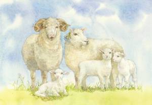 Раскраска овца для детей #11 #425370