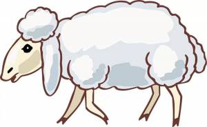 Раскраска овца для детей #16 #425375