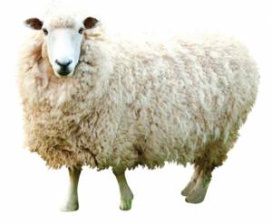 Раскраска овца для детей #25 #425384