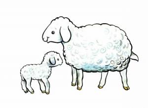 Раскраска овца для детей #29 #425388
