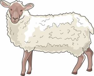 Раскраска овца для детей #30 #425389