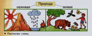 Раскраска окружающий мир 1 класс #26 #426909