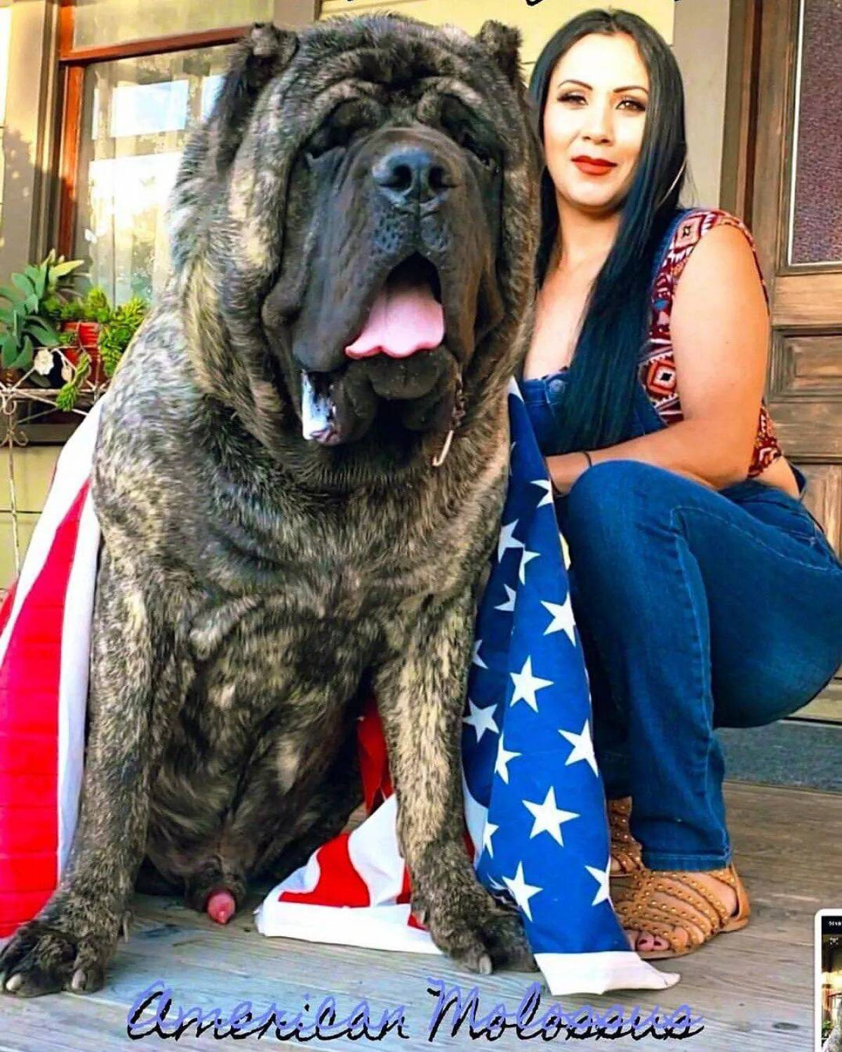 Покажи больших собак. Американский Молосс. Мастиф Зевс. Мастиф 80 кг. Американский Молосс порода.