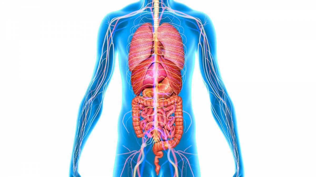Человек и органы картинки
