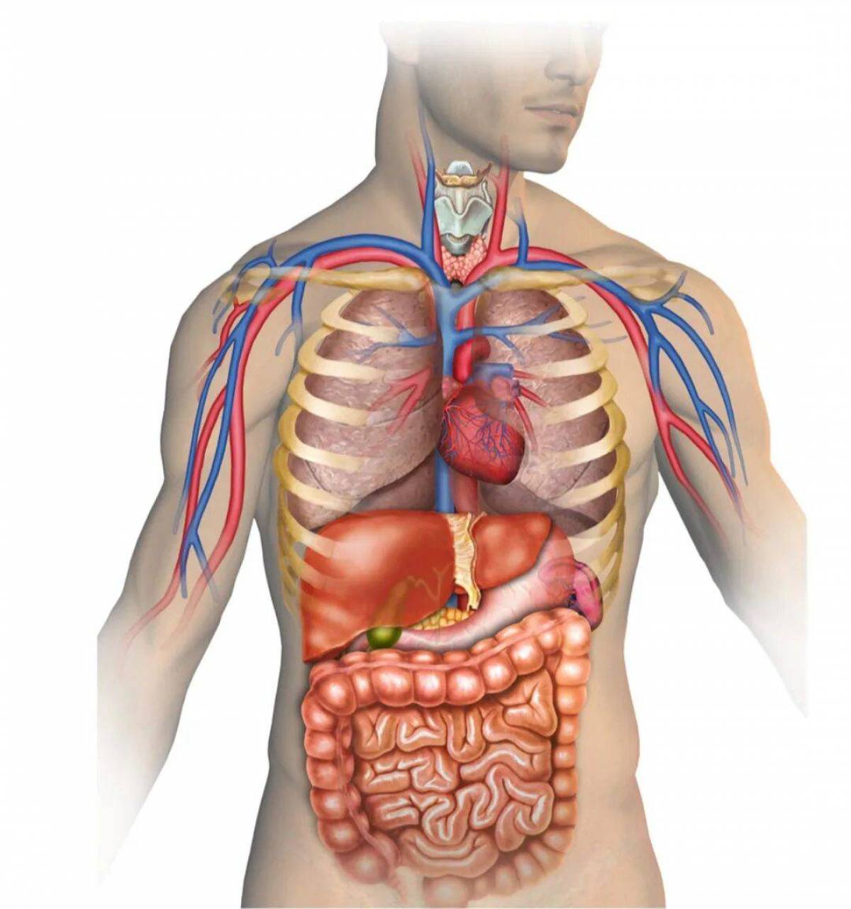 Человек с органами картинка в полный рост