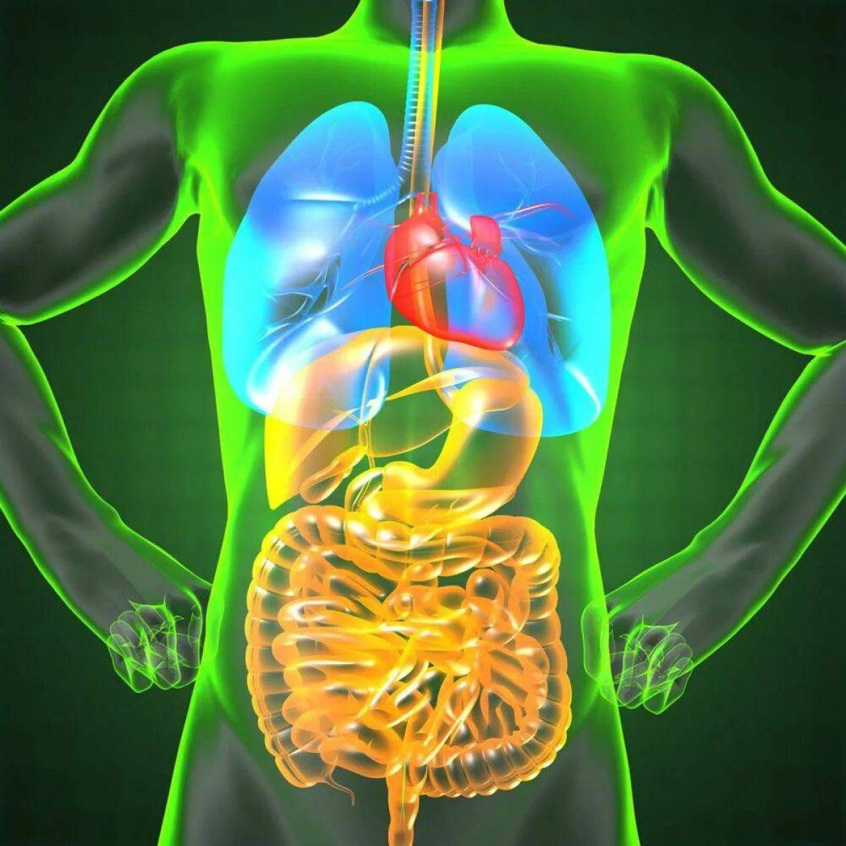Человеческий организм в основном в. Здоровые внутренние органы. Здоровый организм человека. Организмздорогого человека.