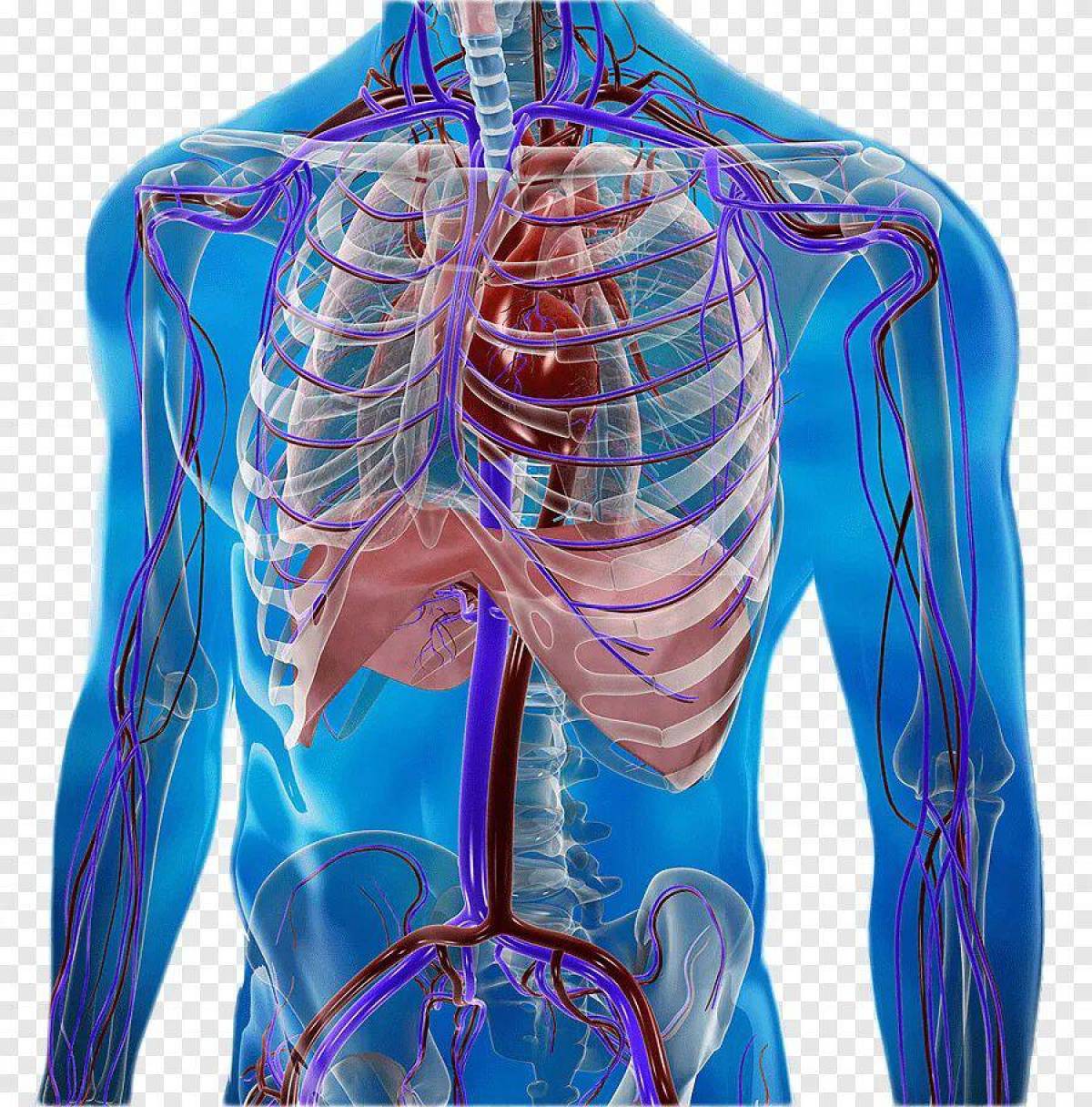 Любой новый организм. Человеческий организм. Физиология внутренних органов. Анатомия человеческого тела. Организм человека анатомия органы.