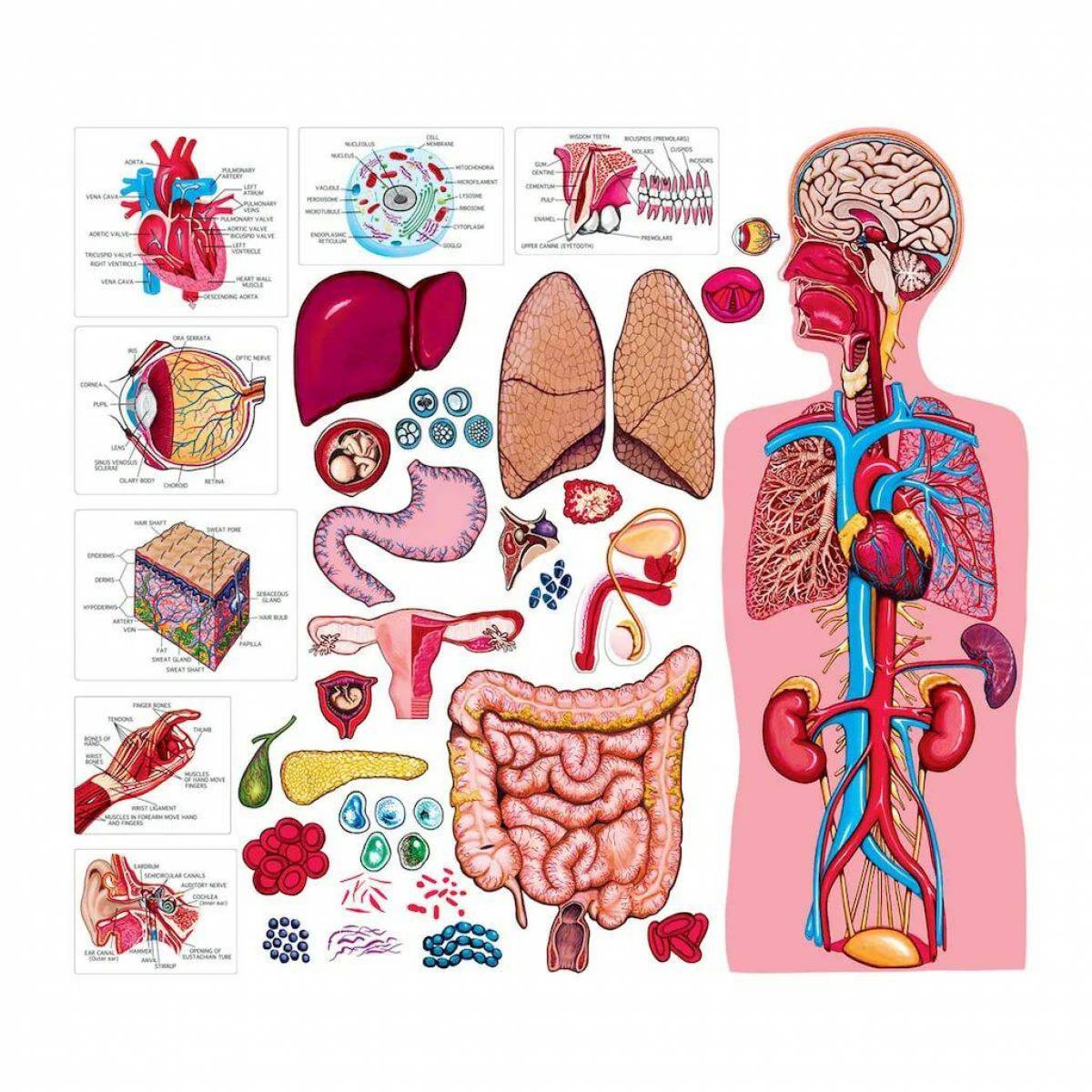 Картинка строение организма человека