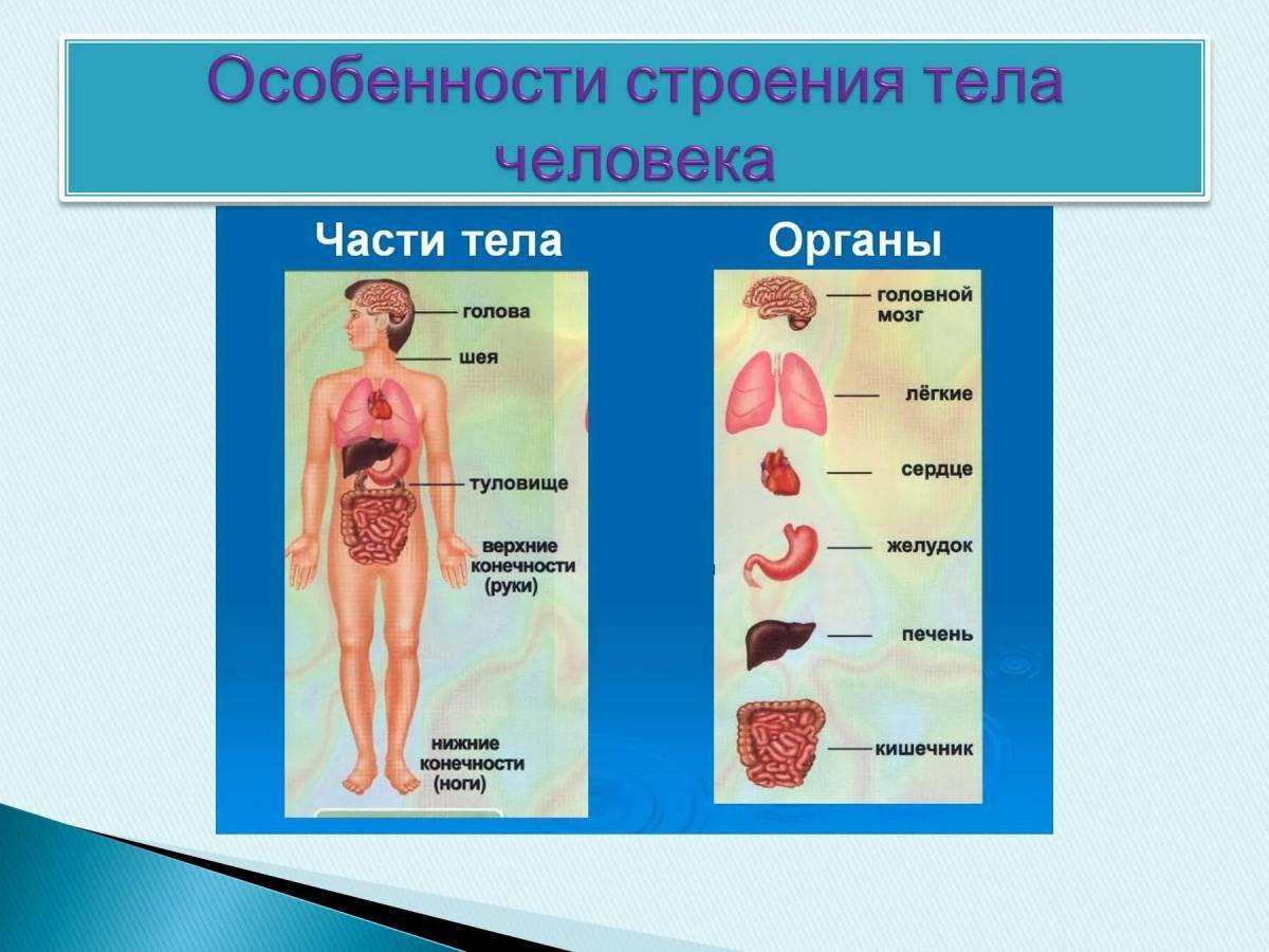 Строение тела человека 3 класс окружающий мир перспектива презентация