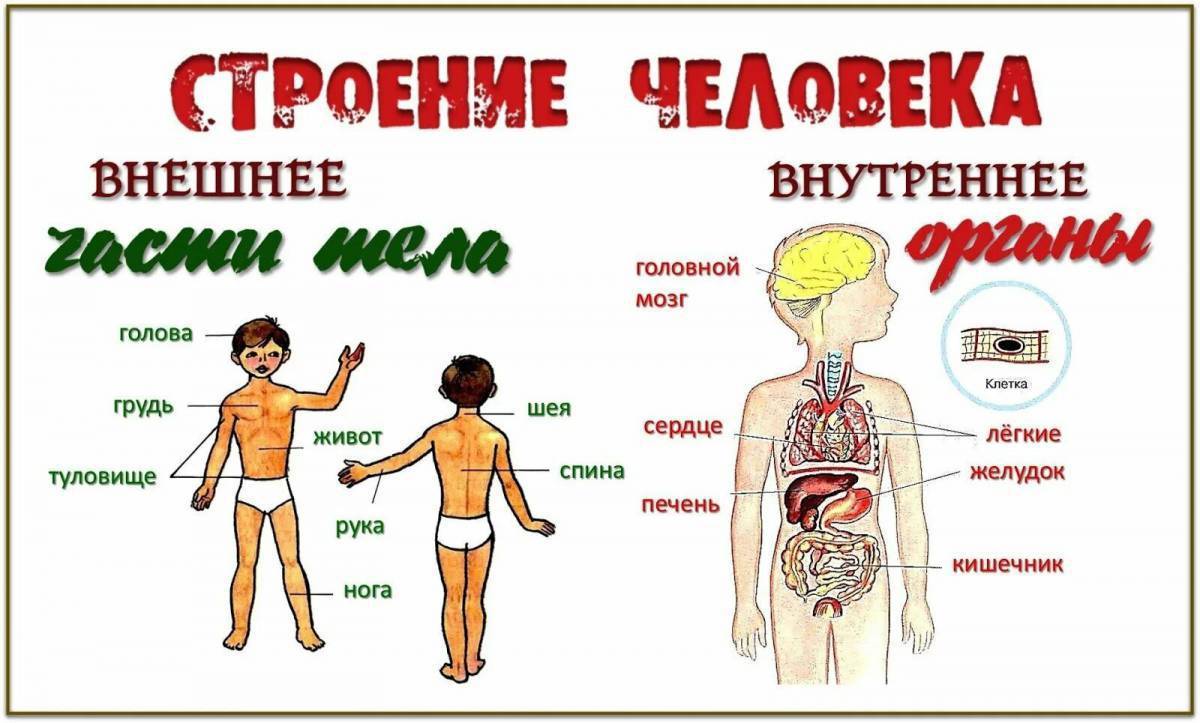 Органы ребенка расположение в картинках с надписями