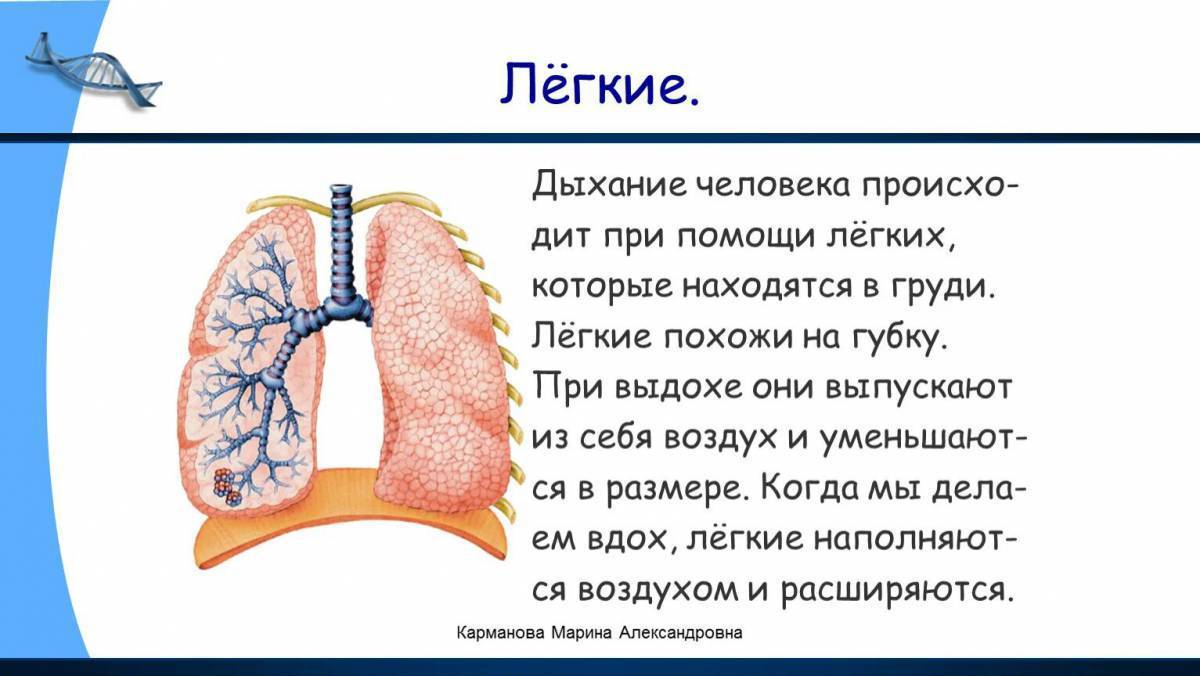 Строение тела человека 2 класс окружающий мир презентация