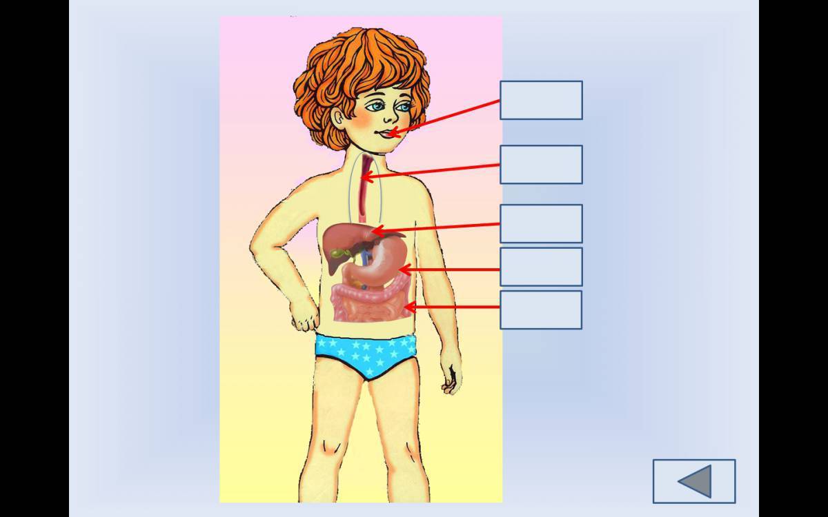 Органы пищеварения презентация 2 класс