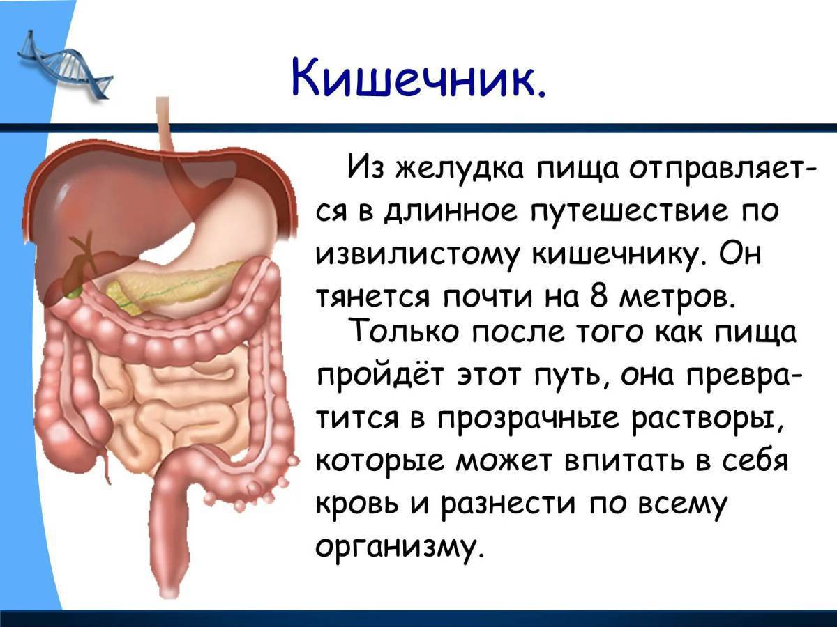 Вопросы желудка. Туловище человека анатомия кишечник. Функция кишечника 2 класс окружающий мир. Функции кишечника человека 2 класс. Функция кишечника 2 класс.