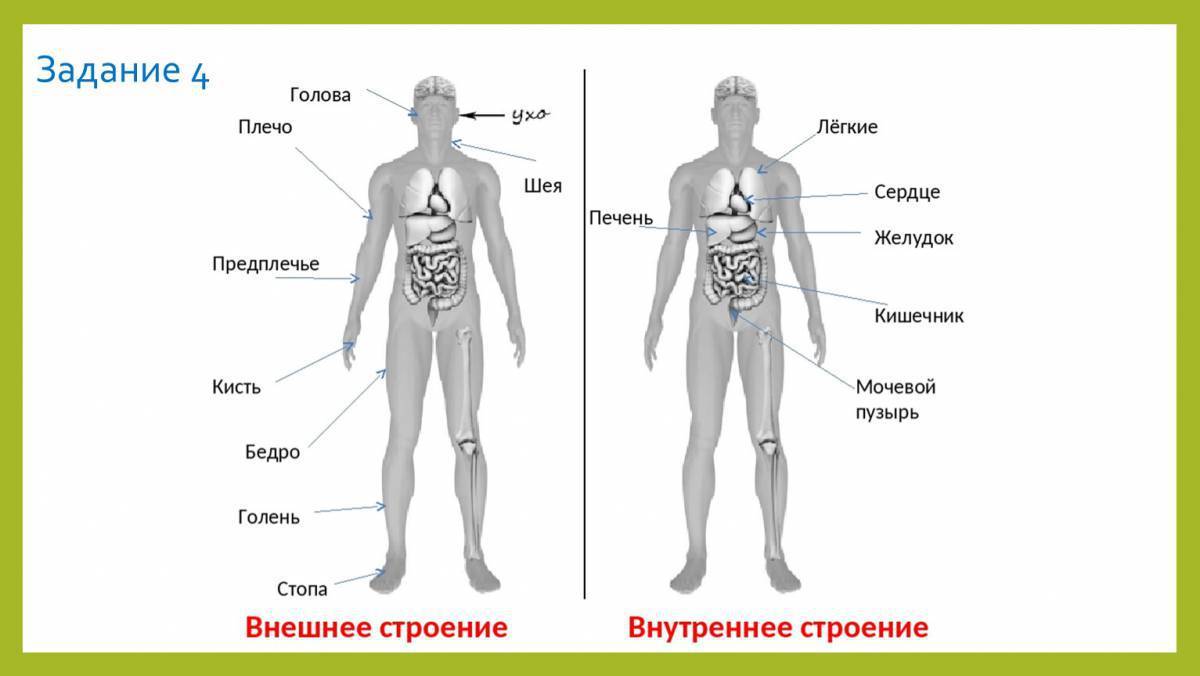 Схема органов человека 3 класс окружающий мир. Строение человека плечо предплечье голень бедро. Тело человека органы 4 класс ВПР. Части тела человека ВПР 4 класс. Строение тела человека ВПР 4 класс окружающий.