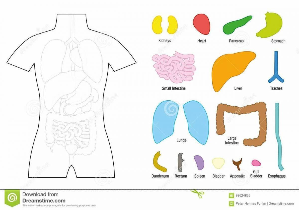 Органы человека 3 класс окружающий мир картинки