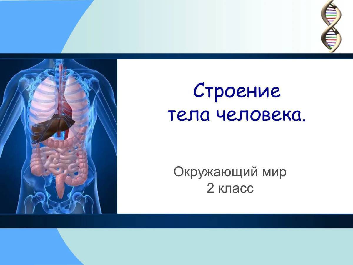 Строение человека 2 класс окружающий мир школа россии презентация