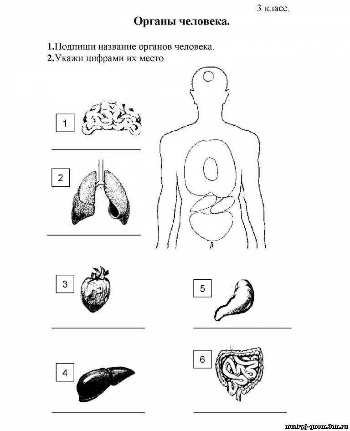 Органы человека 3 класс окружающий мир картинки