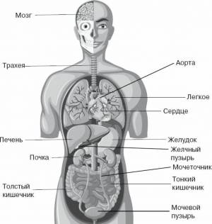 Раскраска организм человека #7 #428435