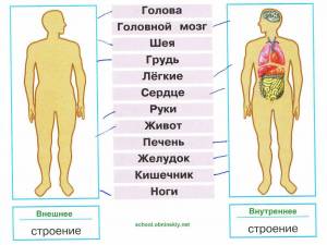 Раскраска органы человека 2 класс окружающий мир #2 #428465