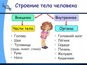 Раскраска органы человека 2 класс окружающий мир #6 #428469