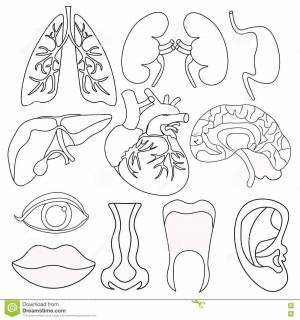 Раскраска органы человека 2 класс окружающий мир #19 #428482