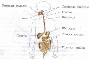 Раскраска органы человека 2 класс окружающий мир #20 #428483