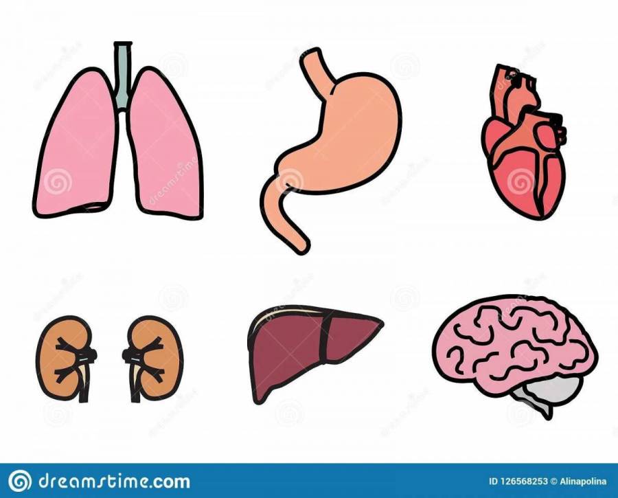 Внутренние органы человека картинка 2 класс окружающий мир