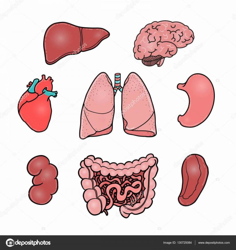 аппликация органов человека 2 класс окружающий мир. строение человека 2 класс. карточки внутренние органы человека для детей. аппликация органов человека 2 класс окружающий мир. аппликация органов человека 2 класс окружающий мир.
