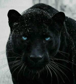 Раскраска пантера черная животное #1 #432855