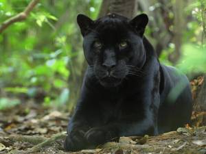 Раскраска пантера черная животное #4 #432858