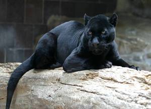Раскраска пантера черная животное #6 #432860