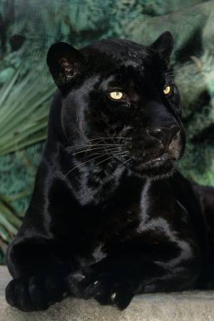 Раскраска пантера черная животное #19 #432873