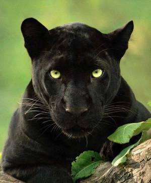 Раскраска пантера черная животное #20 #432874