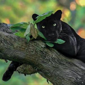 Раскраска пантера черная животное #21 #432875