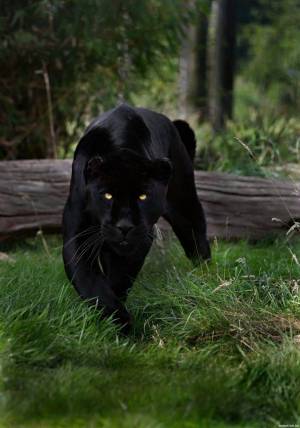 Раскраска пантера черная животное #22 #432876