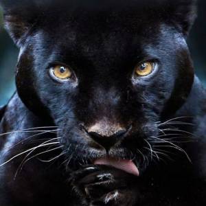 Раскраска пантера черная животное #24 #432878